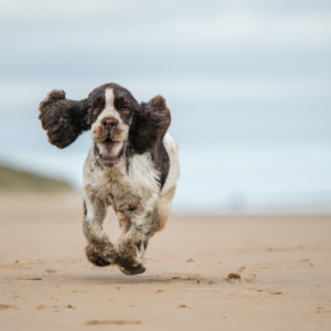 Cockerspaniel