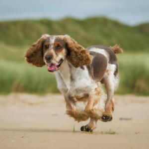 Cockerspaniel