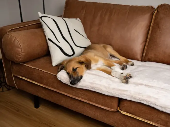 Hochwertige gepolsterte Hundedecke Harmony von Trendpet – Bild 5