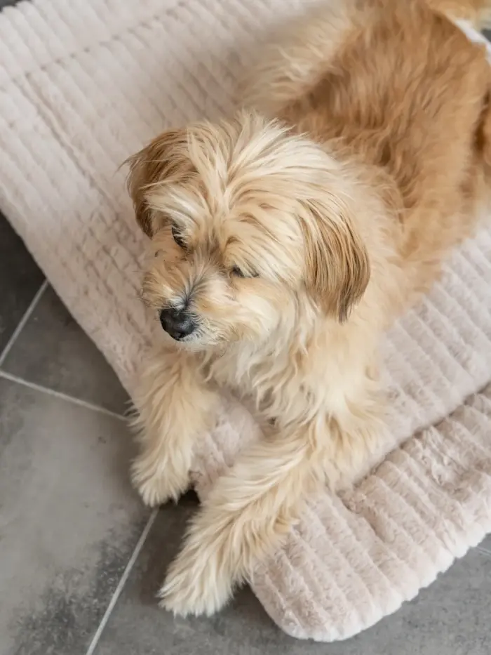 Hochwertige gepolsterte Hundedecke Harmony von Trendpet – Bild 7