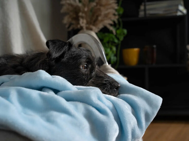 Coco, die weiche Kuscheldecke für Hunde und Katzen von Trendpet