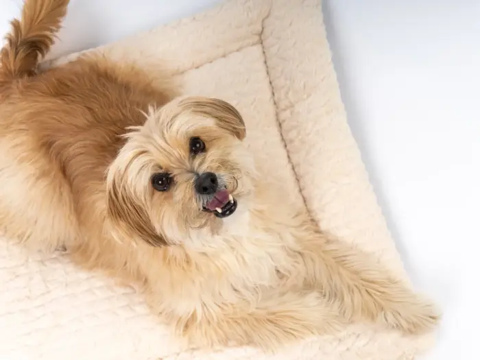 hochwertige hundedecke heaven von trendpet