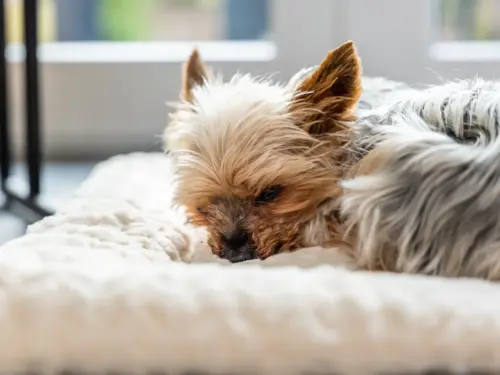 hochwertige hundedecke heaven von trendpet