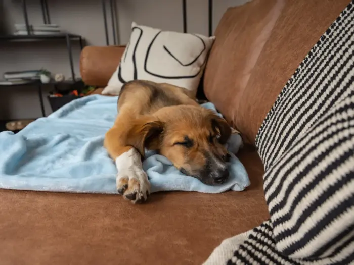 coco kuscheldecke blau trendpet