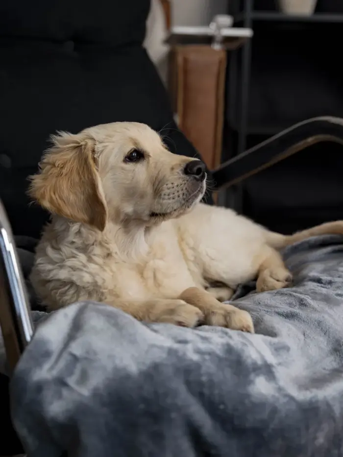 Coco, die weiche Kuscheldecke für Hunde und Katzen von Trendpet – Bild 5