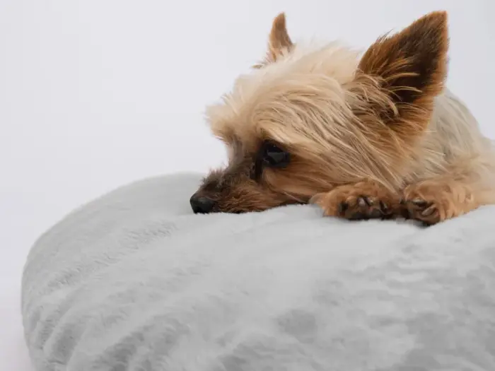 emma von trendtepd - ein kuscheliges gepolstertes hundebett