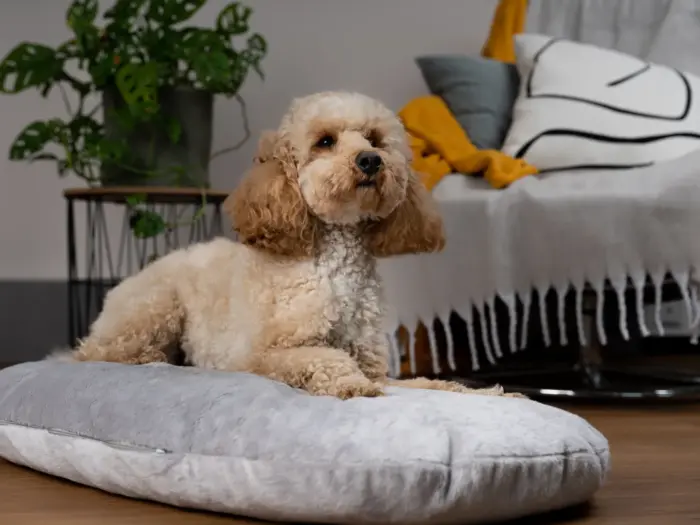 emma von trendtepd - ein kuscheliges gepolstertes hundebett
