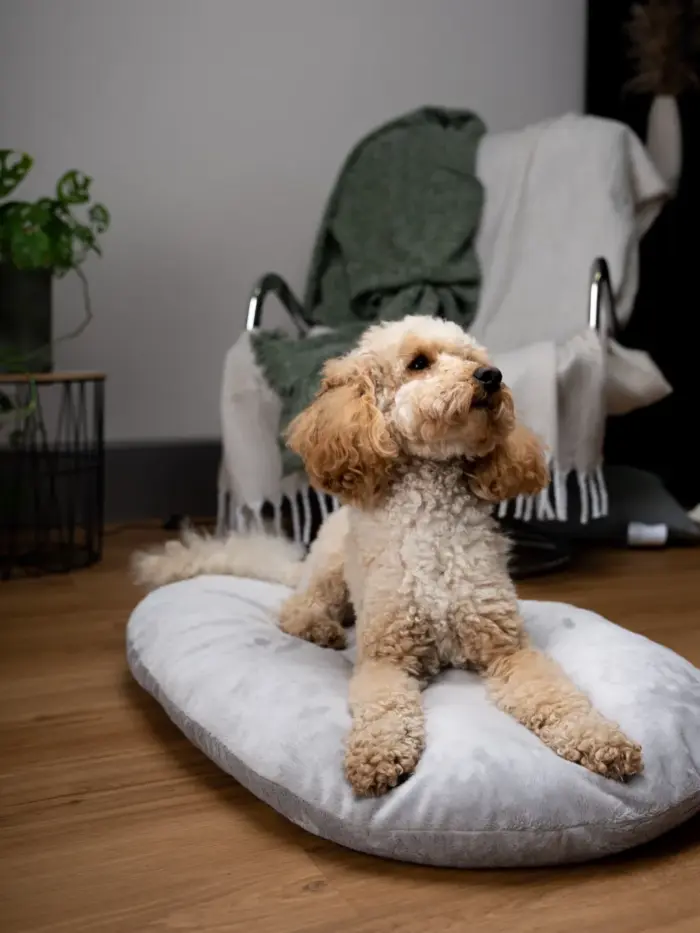 emma von trendtepd - ein kuscheliges gepolstertes hundebett