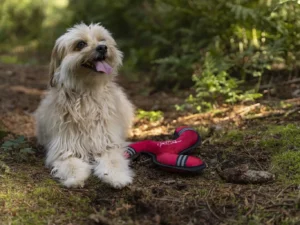 TrendPet FlyStar Wurfspiel für den Hund - 24 cm 7 flystar wurfspiel hund trendpet
