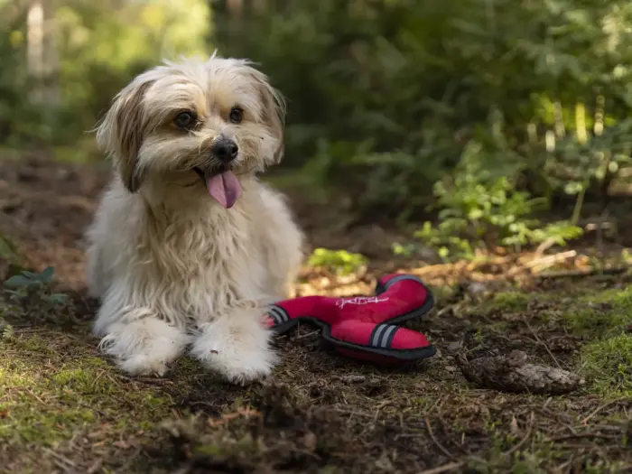 flystar wurfspiel hund trendpet